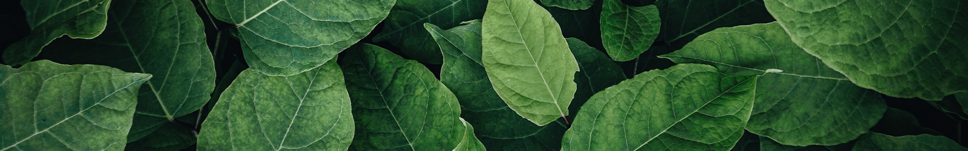 Tuinposter